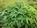 Albizia Procera 