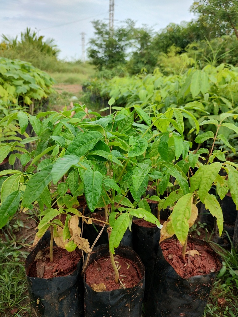 Ailanthus Triphysa 