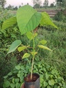 Trewia nudiflora (காஞ்சிமரம்)