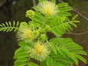 Albizia procera (வெள்வாகை)