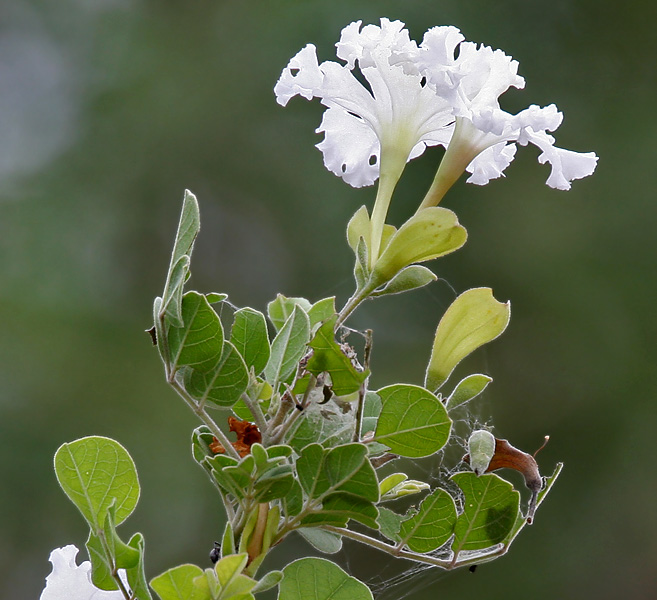 Dolichondrone falcata (கடலாத்தி)