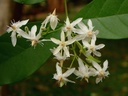 Wrightia tinctoria (வெப்பாலை)