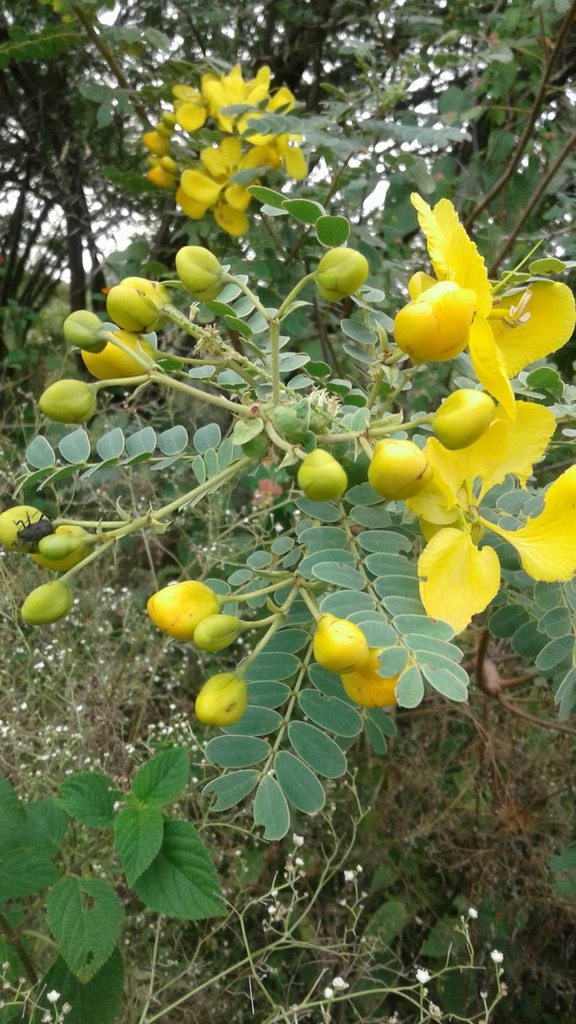 Senna auriculata (ஆவாரம் பூ)