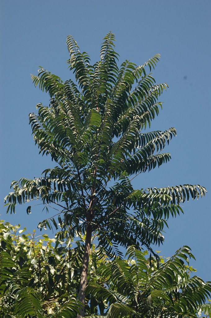 Ailanthus Triphysa (பெருமரம்)