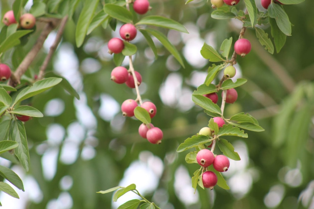 Alangium salvifolium (அழிஞ்சில்)