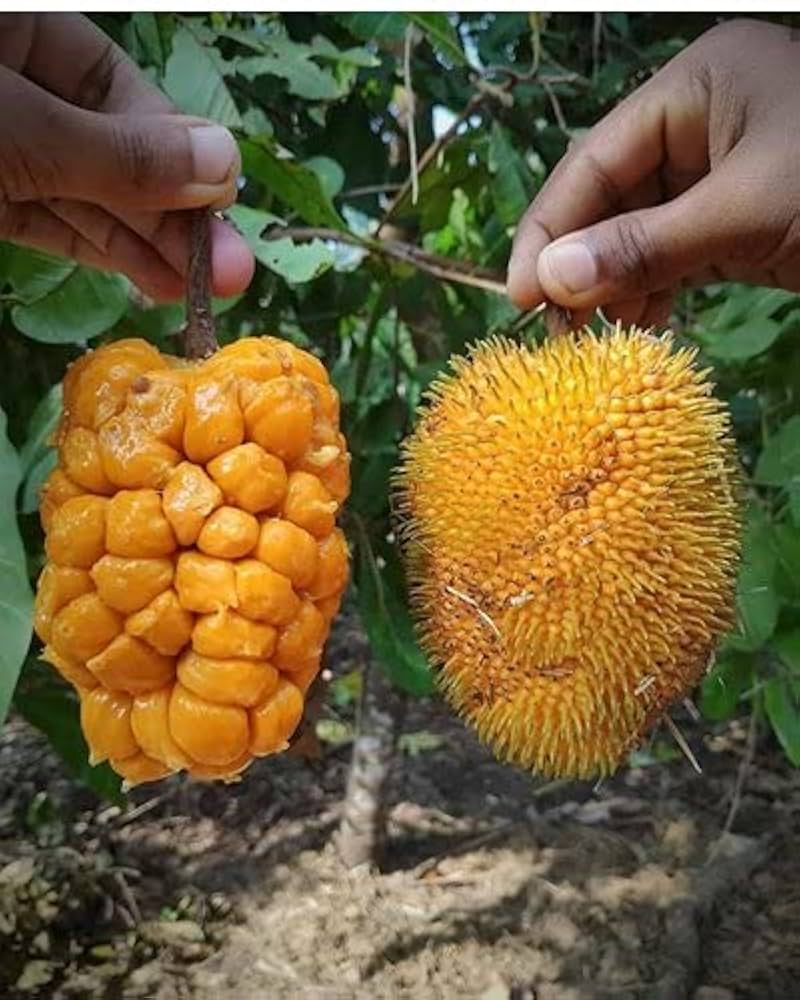 Artocarpus Hirsutus (அயனிபலா)