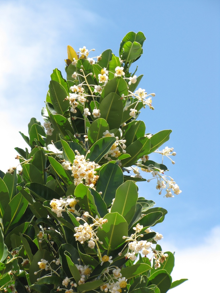 Calophyllum inophyllum (புன்னை)