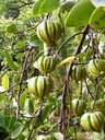 Garcinia gummigutta (கொடம்புளி)