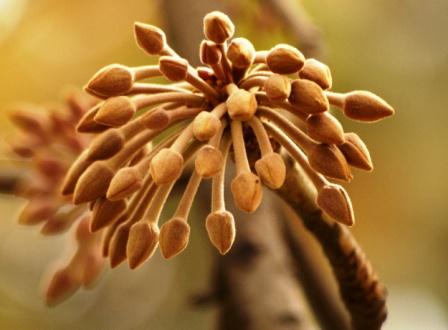 Maduca longifolia (இலுப்பை)