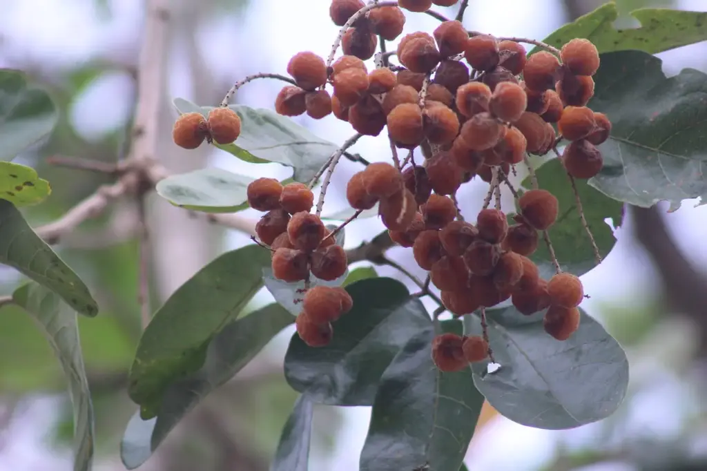 Sapindus Trifoliatus (மணிபுங்கன்)