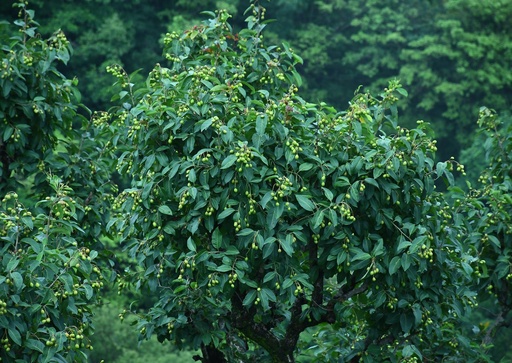 Terminalia Chebula (கடுக்காய்)