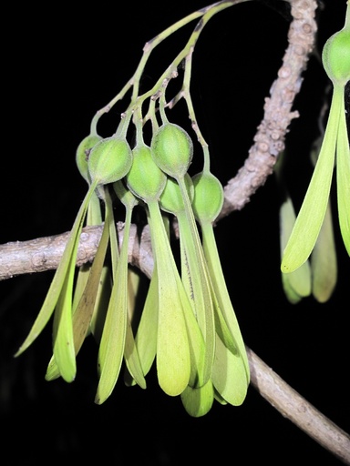 Gyrocarpus americanus (வெள்ளை தணக்கு)