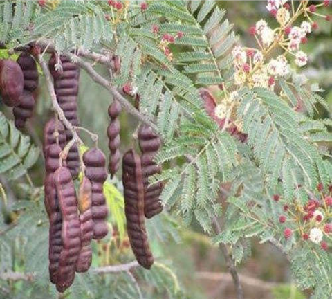 Acacia Concinna (சீகைக்காய்)