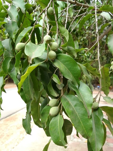 Putranjiva roxburghii (புத்திரன் ஜிவி)