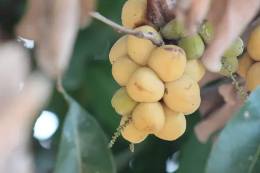 Lepisanthes tetraphylla (குகமதி)