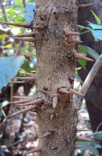 Bridelia retusa (முள் வேங்கை)