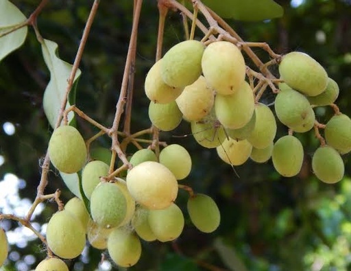 Walsura trifoliata       ( வால்சுரா )